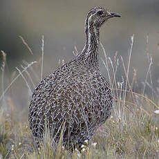 Tinamou de Patagonie