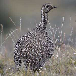 Tinamou de Patagonie