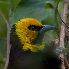 Tisserin à tête jaune