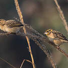 Tisserin du Bengale