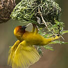 Tisserin jaune
