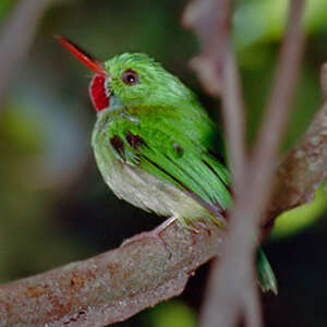 Todier de la Jamaïque