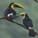 Toucan tocard