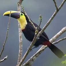 Toucan tocard