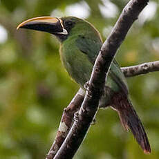 Toucanet à gorge noire