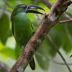 Toucanet de Derby