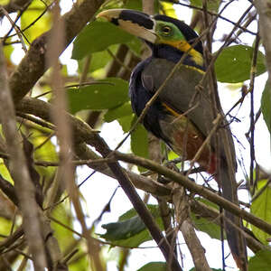 Toucanet de Gould