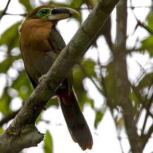 Toucanet de Gould