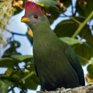 Touraco doré