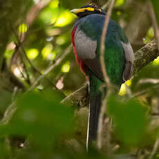 Trogon à joues jaunes