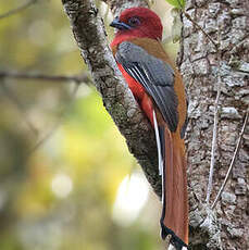 Trogon à tête rouge