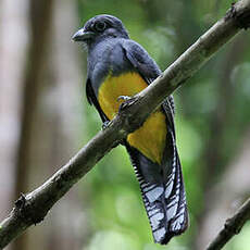 Trogon de Panama