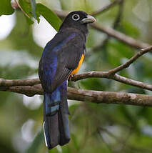 Trogon de Panama