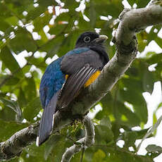 Trogon de Panama