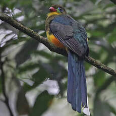 Trogon de Reinwardt