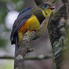 Trogon de Reinwardt