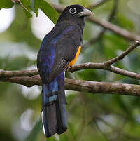 Trogon de Sclater