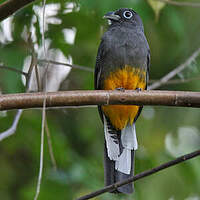 Trogon de Sclater