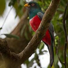 Trogon équatorien