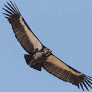 Vautour chaugoun
