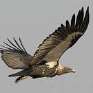 Vautour chaugoun