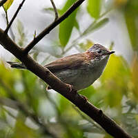 Yuhina à bandeau