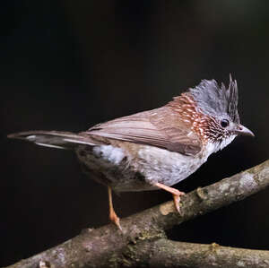 Yuhina à bandeau