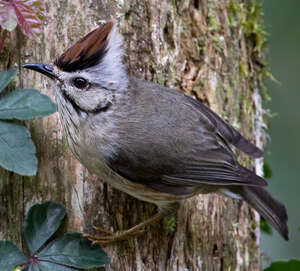 Yuhina de Taïwan