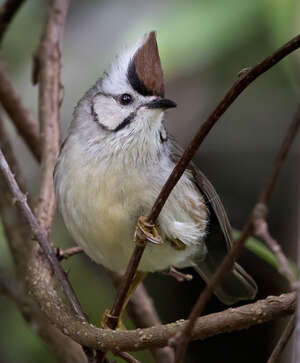 Yuhina de Taïwan