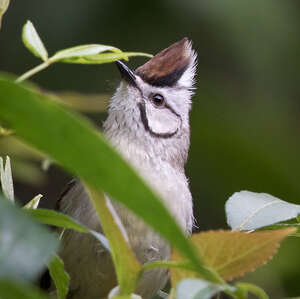 Yuhina de Taïwan