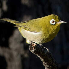 Zostérops à dos vert