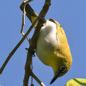 Zostérops à gorge jaune