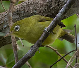 Zostérops de la Louisiade