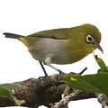 Fiji White-eye
