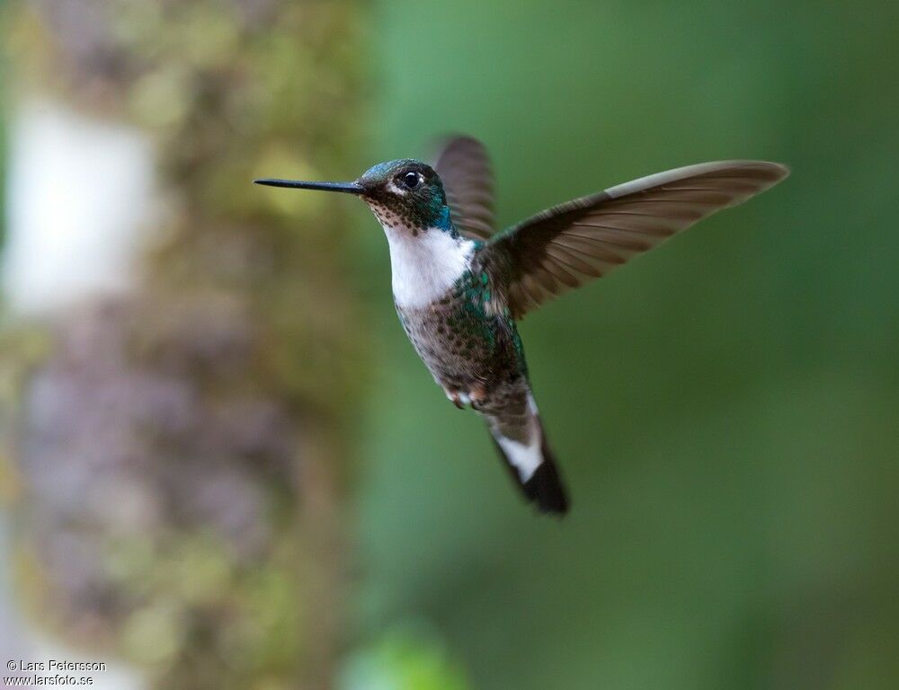 Collared Inca