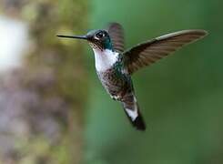 Collared Inca