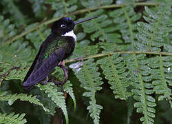 Collared Inca