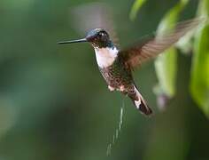 Collared Inca