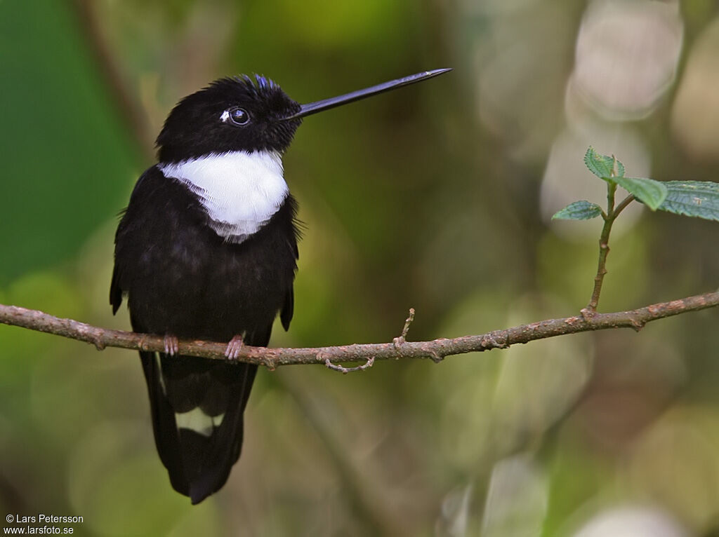 Collared Inca