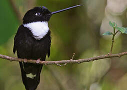 Collared Inca