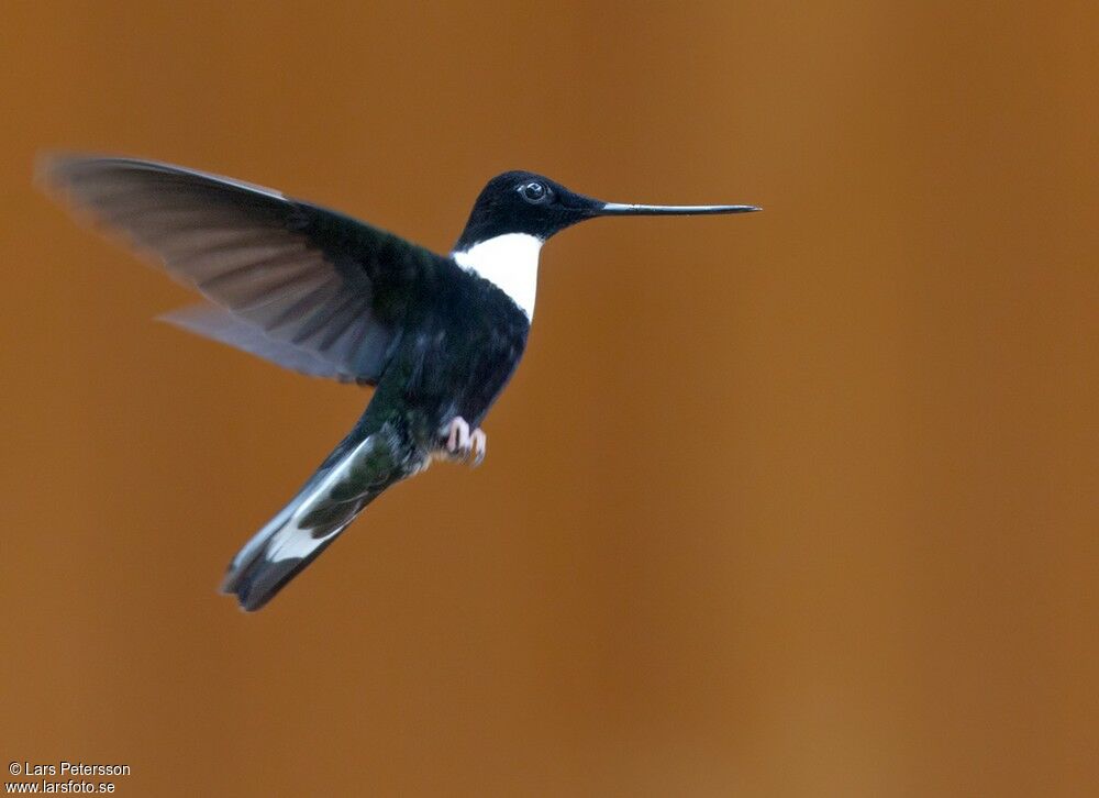 Collared Inca