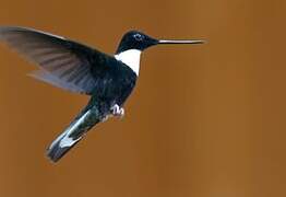 Collared Inca