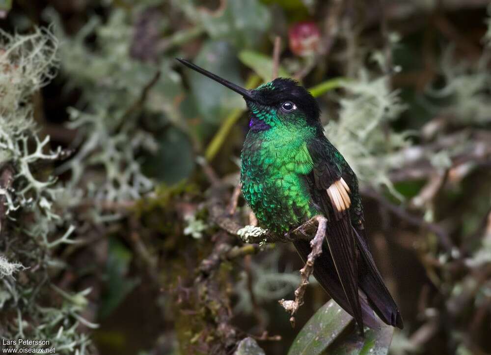 Buff-winged Starfrontletadult, habitat, pigmentation