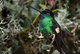 Buff-winged Starfrontlet