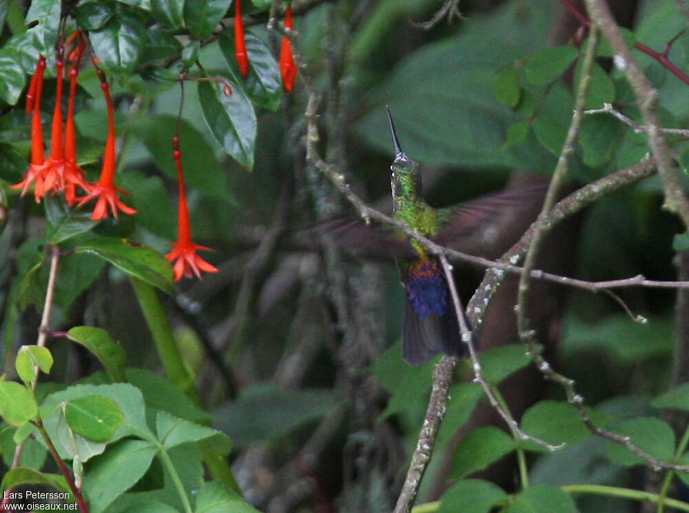 Blue-throated Starfrontlet