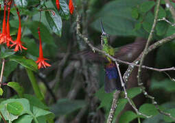 Blue-throated Starfrontlet