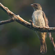 Malaysian Honeyguide