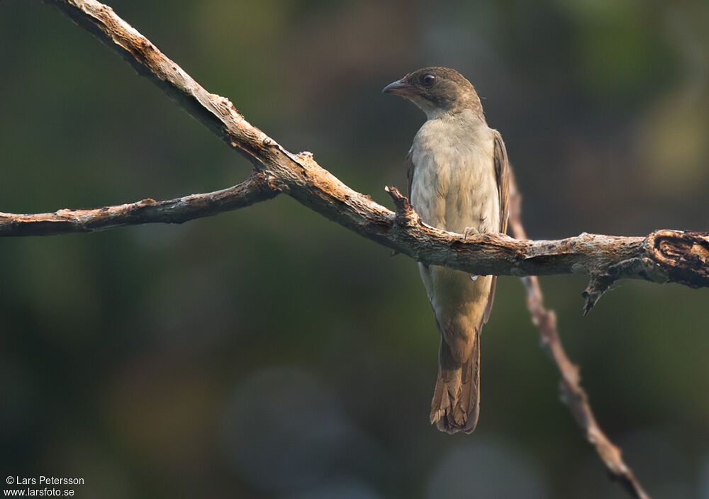 Malaysian Honeyguide