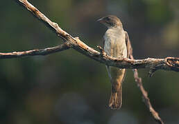 Malaysian Honeyguide