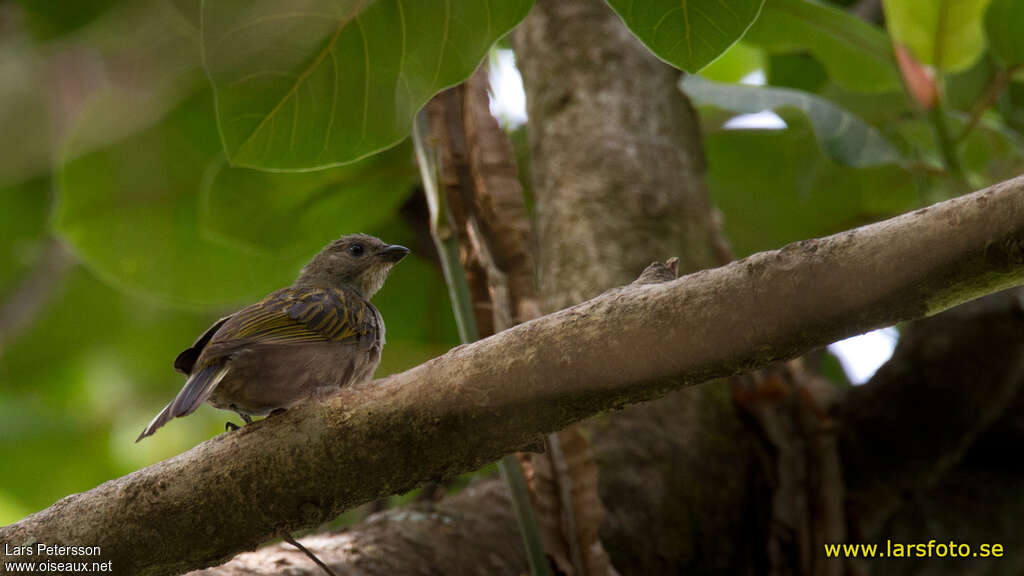 Indicateur de Willcocks, identification